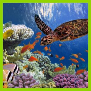 YEP Summer 2026 Week 7 Ocean Explorers Week