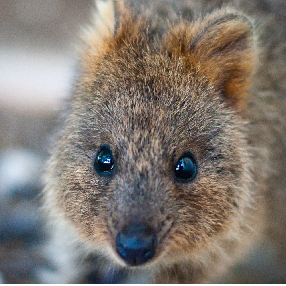 Coffee Club with Marc – Cute but Weird Animals