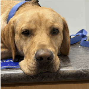 Meet Duke the Dog - Learn about Labrador Retrievers