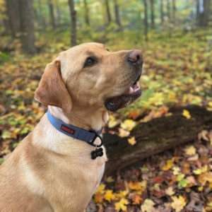 Walk with Duke the Dog