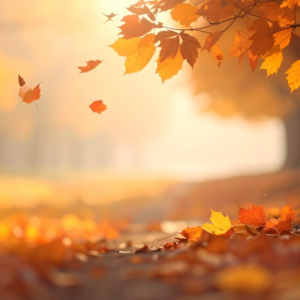 photographic illustration of fall leaves where most of the photo is out of focus.